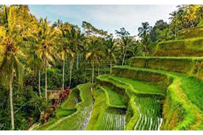 Ubud ATV Quad Bike, Monkey Forest and Rice Terrace - What the $32 price really covers