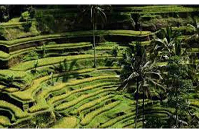 Ubud ATV Quad Bike, Monkey Forest and Rice Terrace - Lunch, changing rooms, and the practical ATV details