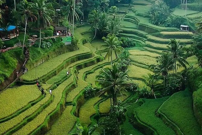 Ubud Bali Driver ( Bali Custom Tour ) - Sacred Monkey Forest Sanctuary