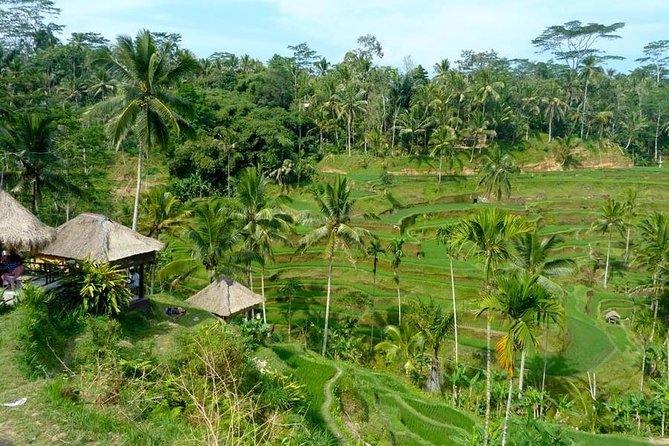 Ubud Combine Mount Batur Kintamani Tour - Tegalalang Rice Terrace in one hour
