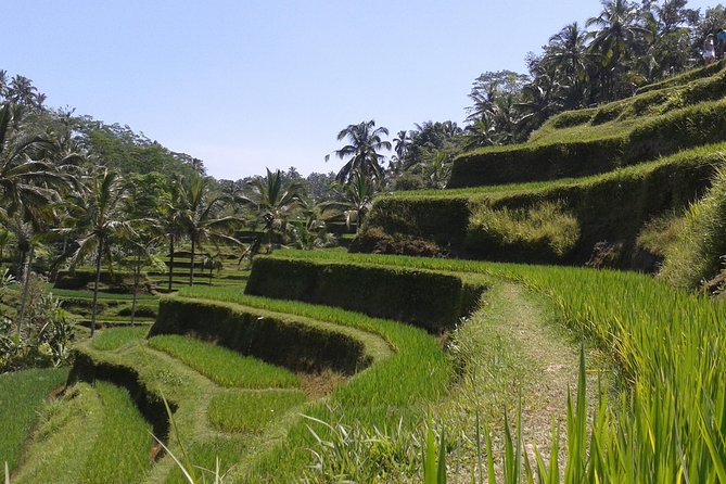 Ubud Cultural Day Tour: A Day for Balinese Cultural Experience - Ubud Monkey Forest and Pura Dalem