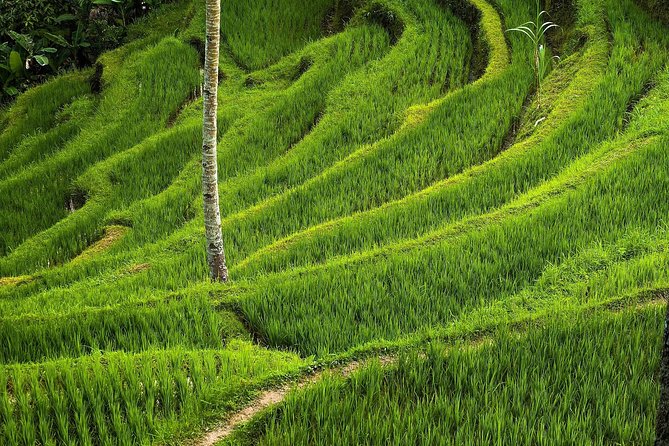 Ubud Cultural Day Tour: A Day for Balinese Cultural Experience - Tegalalang Rice Terrace and the cost of a quick stop