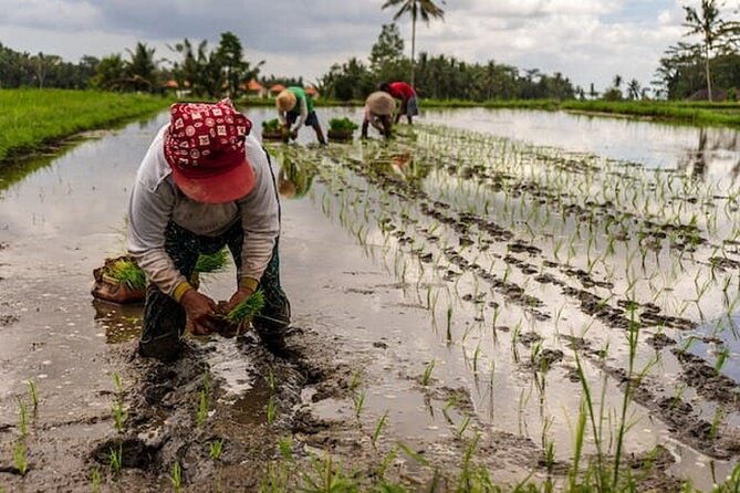 Ubud: Downhill Cycling with Volcano, Rice Terraces and Meal - Family compounds and temple traditions