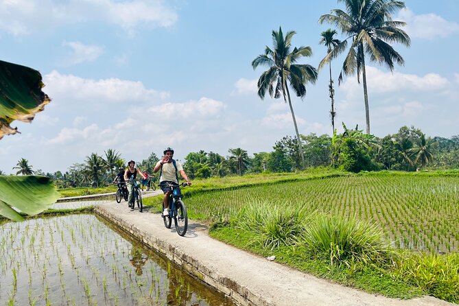 Ubud eBikes Tour to Tegallalang Rice Terrace - Coffee and tea tasting on the route