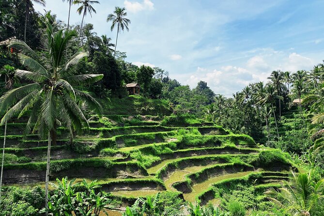 Ubud Experience | Full Day Private Tour in Ubud | FREE WIFI - Saraswati Temple and central Ubud