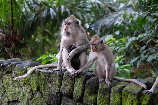 Ubud Experience ; Swing, Waterfalls, Art Market, Rice Terrace - Kumulilir and the 45-minute swing stop