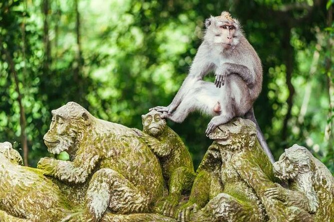 Ubud Full Day Tour Waterfall Monkey Forest Rice Terrace - What the $27 price really covers