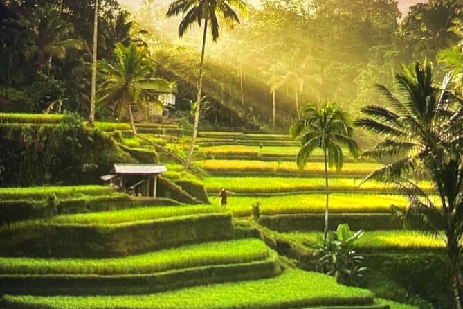 Ubud Highlight Rice Terrace,Waterfall,Temple and Art village - Key points at a glance