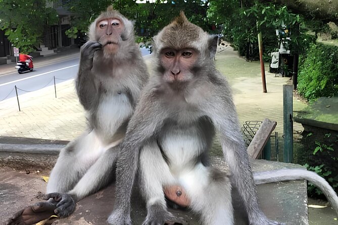 Ubud Highlights Rice Terraces, Temple, Waterfall & Monkeys forest - How long the day really feels