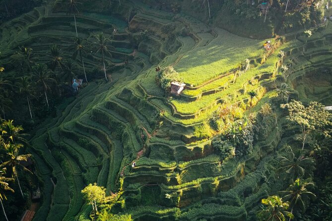 Ubud Iconic Full Day Tour Monkey Forest Rice Terraces Waterfalls - Looking Across Tegallalang Rice Terrace
