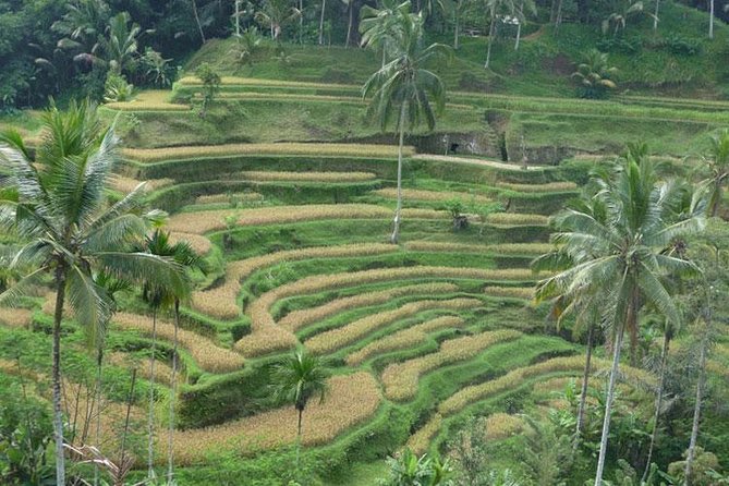 Ubud Kintamani Tour - The Barong and Kris dance opens the day