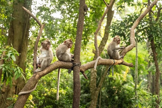 Ubud Monkey Forest - Rice Terrace - Jungle Swing - Water Temple - Morning at the Sacred Monkey Forest Sanctuary