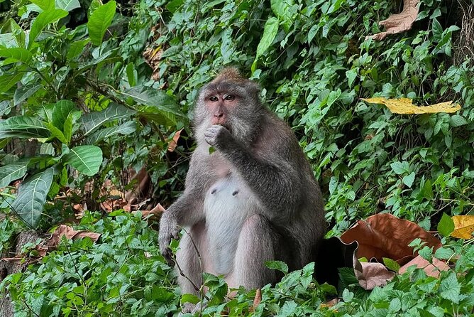 Ubud Monkey Forest - Rice Terrace - Jungle Swing - Water Temple - Tegenungan Waterfall and Its Freshwater Pool