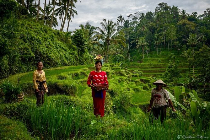 Ubud Monkey Forest - Rice Terrace - Jungle Swing - Water Temple - Tirta Empul, Bali’s Holy Water Temple