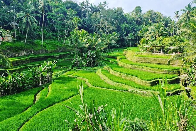 Ubud Monkey Forest - Rice Terrace - Jungle Swing - Water Temple - Who Will Get the Most From This Tour