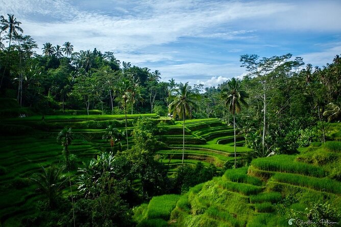 Ubud Monkey Forest - Rice Terrace - Jungle Swing - Water Temple - Is the $32.40 Starting Price Good Value?