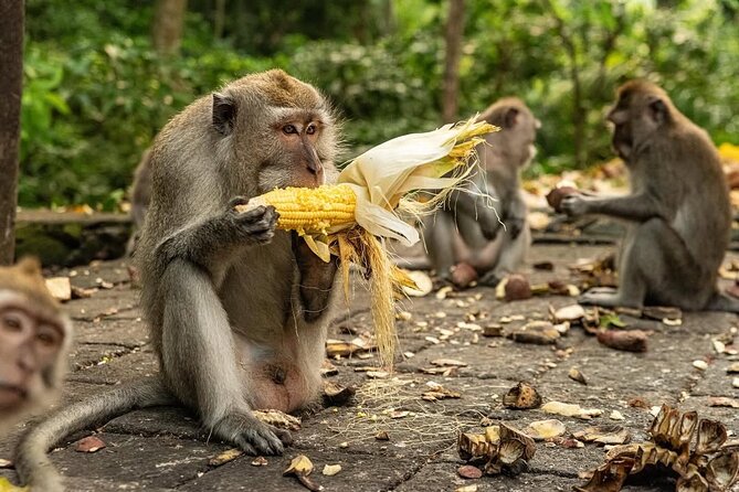 Ubud Monkey Forest - Rice Terrace - Jungle Swing - Water Temple - Tegalalang Rice Terraces and the Jungle Swing