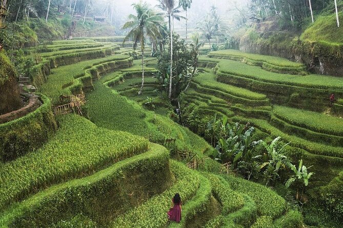 Ubud Private Full-Day Tour - Sacred Monkey Forest: temples beneath tall trees