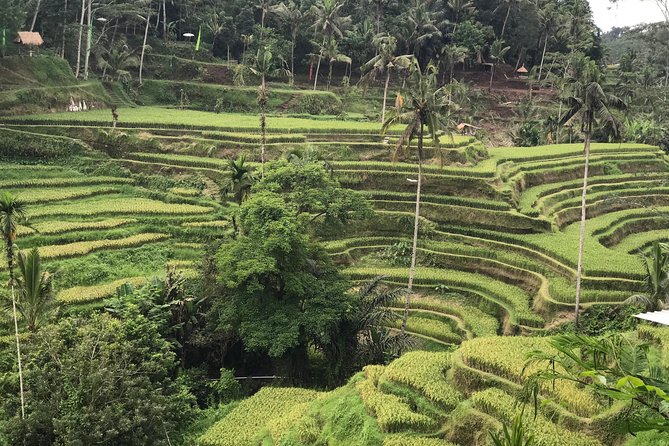 Ubud Private Tour : Best Of Ubud - Guided Tour - Tegalalang Rice Terrace and the work behind the view