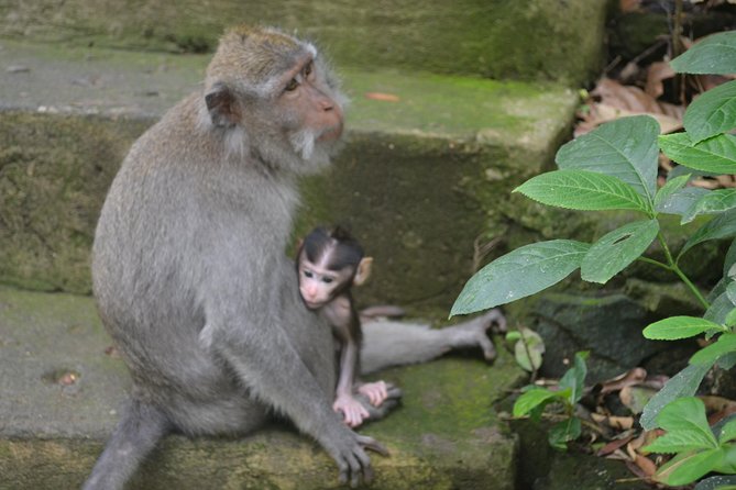 Ubud Private Tour : Choice Your Own Trip - Celuk Village and the craft side of Bali