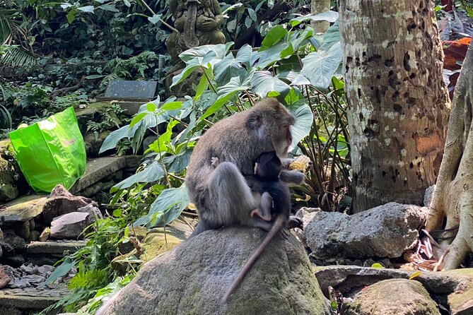 Ubud Private Tour: Monkey Forest, Rice Terrace, Temple, Waterfall - Monkey Forest: macaques among three temples