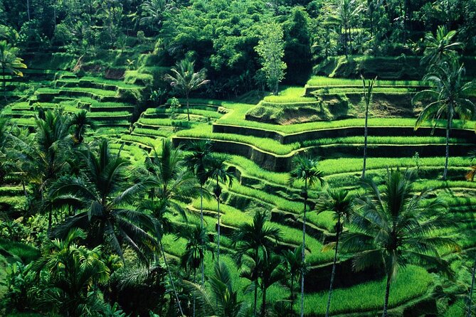 Ubud Private Tour : Ubud Temple and Authentic of Ubud - Why a private Ubud route makes sense