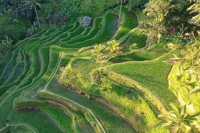 Ubud: Swing - Monkey Forest - Waterfall - Temple - Rice Terraces - Art Crafts - Tirta Empul: the most meaningful stop