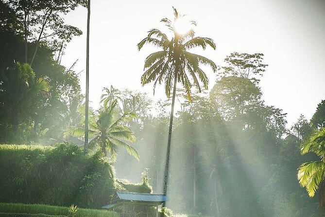 Ubud Temples, Waterfalls, Rice Terraces & Balinese Culture - Who should book this Ubud route