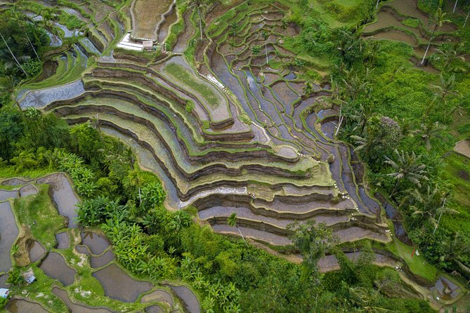 Ubud Top Attractions: Waterfalls, Temples and Rice Terraces - d’Alas Swing above the jungle valley