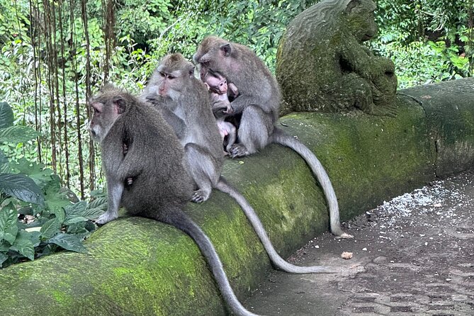 Ubud Top Tours to Discover Bali’s Cultural and Natural Wonders - A broad look at Bali in one private day