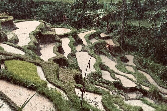 Ubud Top Tours to Discover Bali’s Cultural and Natural Wonders - Seeing the Pakudui rice terraces from above