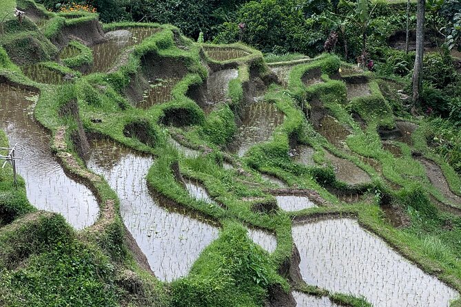 Ubud Top Tours to Discover Bali’s Cultural and Natural Wonders - Taking part in the Tirta Empul purification ritual