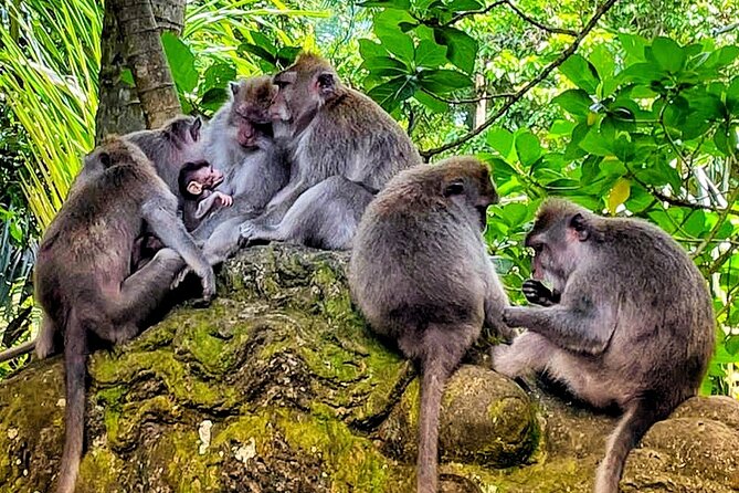 Ubud Tour - Highlight of Ubud - Traditional Tour - The Private Vehicle and Pickup Arrangement
