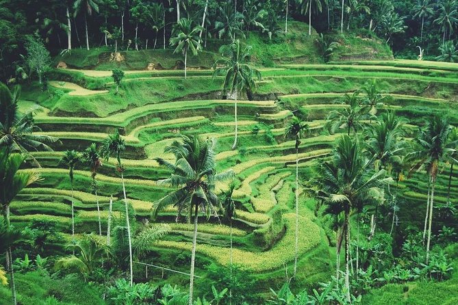 Ubud Trip, The Best of Ubud in a day - All Inclusive - Tegalalang Rice Terrace: Bali’s farming tradition in view