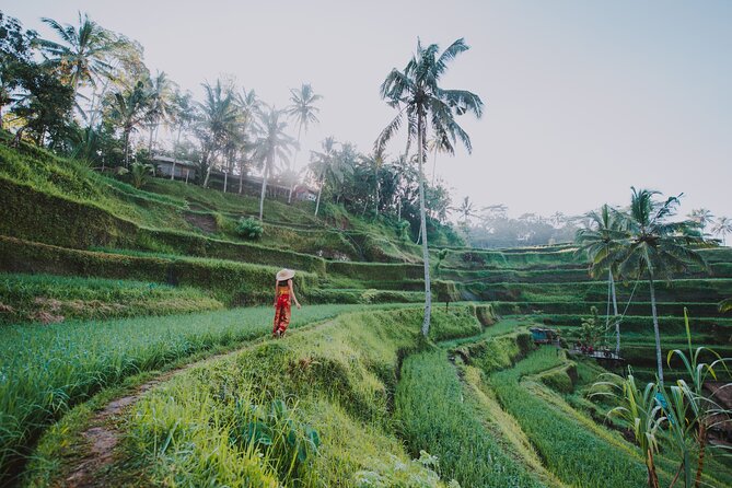 Ubud: Waterfall, Rice Terraces, and Monkey Forest Private Tour - Campuhan Ridge Walk: a gentle start with limited time