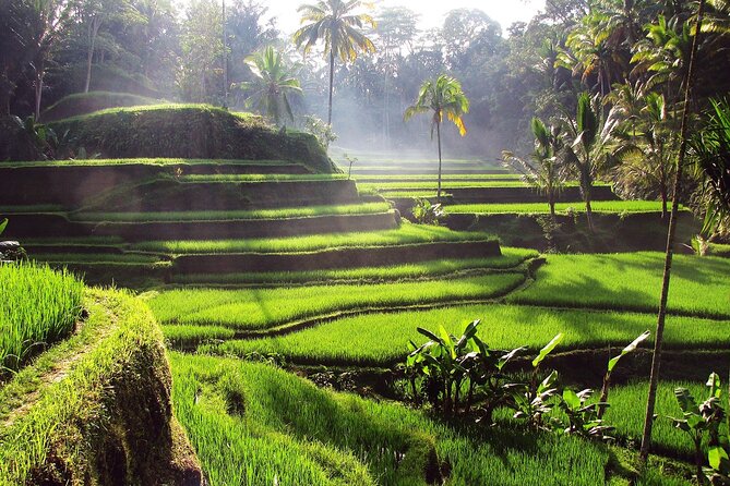 Ubud: Waterfall, Rice Terraces, and Monkey Forest Private Tour - Lunch, bottled water, and the value of an organized day