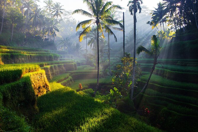 Ubud waterfall, rice terraces, and swing explore - The jungle swing costs extra but changes the pace