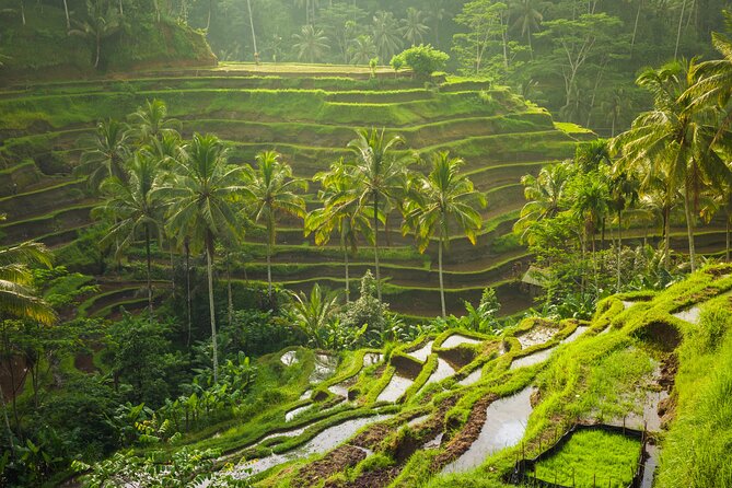 Ubud waterfall, rice terraces, and swing explore - Local guides make the day more personal