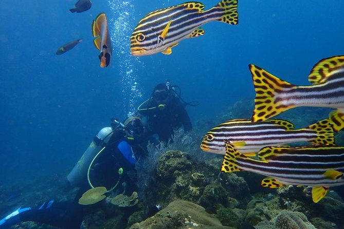 USS Liberty Shipwreck Scuba Diving at Tulamben Bali - Is $109.50 good value?