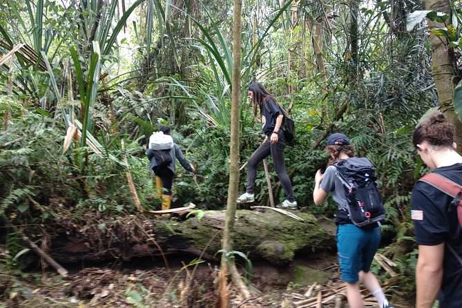 volcano hike and jungle trekking adventure - Entering the tropical rainforest