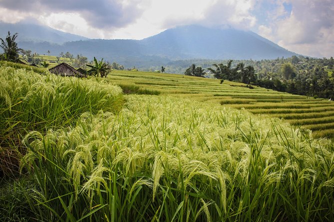 West Bali Tour: Taman Ayun, Ulun Danu Beratan, Jatiluwih Rice Terrace, Tanah Lot - Candikuning Fruit Market in the Bedugul highlands