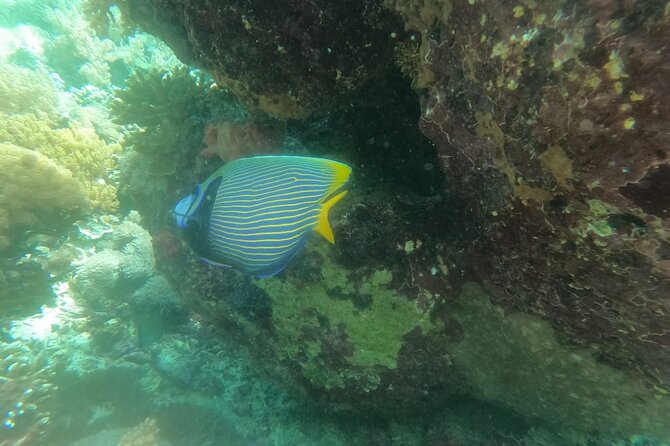 West Nusa Penida With Snorkeling Private Guided Tour - A private car, a shared boat and named local guides