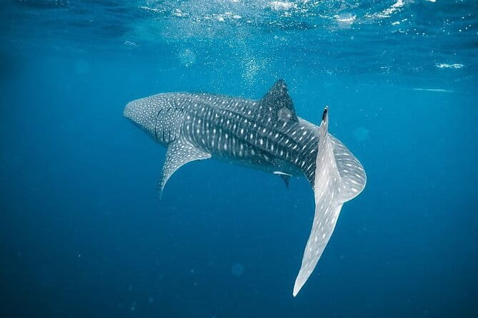 Whale Shark Adventure 2 Days 1 Night Sharing Trip - Saleh Bay whale sharks are the main event