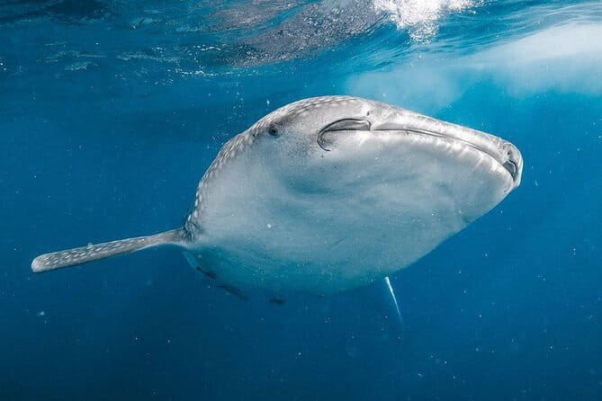 Whale Shark Adventure 2 Days 1 Night Sharing Trip - Day 1: From Mataram to Sumbawa by road and ferry