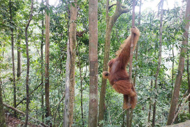 Wonderful 7 Days North Sumatra Tour (Include: 2 Days 1 Night Jungle Trekking) - Why this seven-day route works