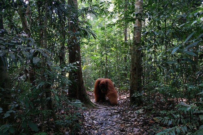 Wonderful 7 Days North Sumatra Tour (Include: 2 Days 1 Night Jungle Trekking) - Day 4: Mount Sibayak, hot water, and Berastagi fruit